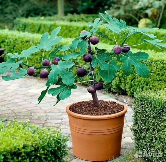 Саженцы инжира