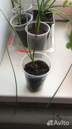 Зефирантес