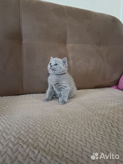 Британские котята