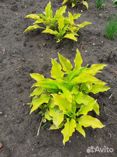 Хоста жёлтая Lemon lime и волнистая Univitata