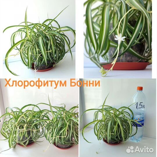 Растения комнатные микс