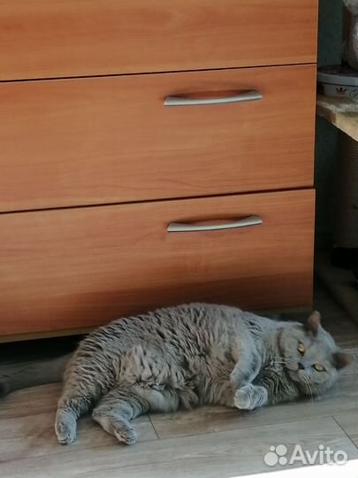 Кошка в дар бесплатно