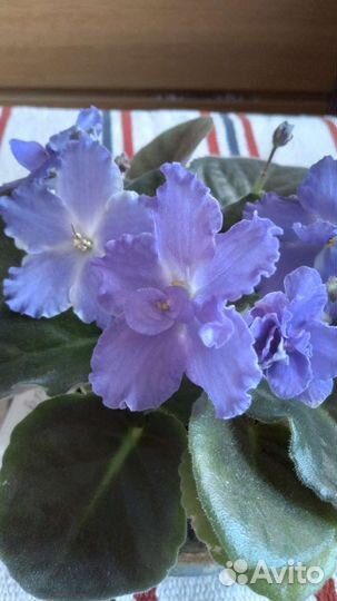 Цветущая фиалка сине-фиолетового цвета в горшке