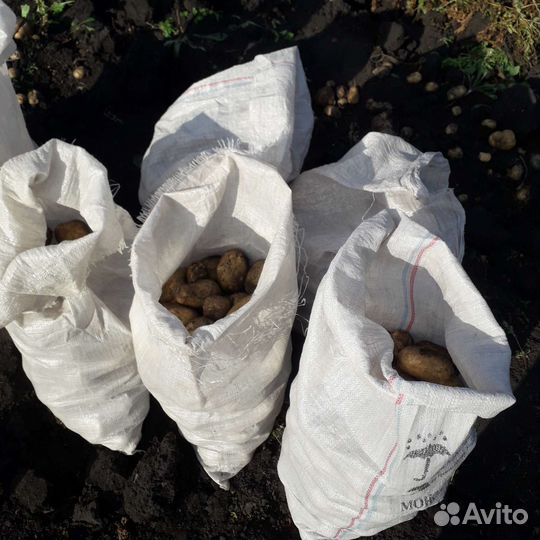 Картофель крупный, вкуснейший