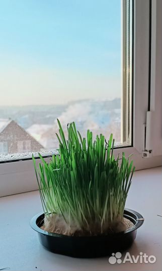 Трава для кошек