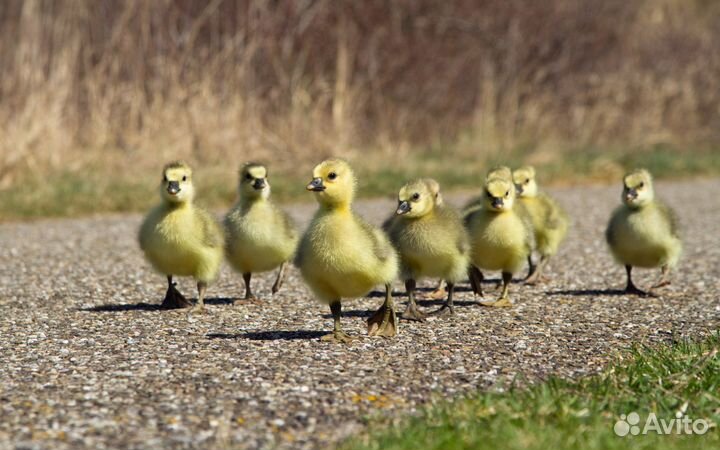 Утята, куры, муларды,бройлеры, гуси