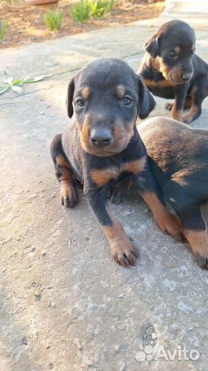 Щенки добермана