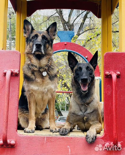 Инструктор по дрессировке собак, Кинолог