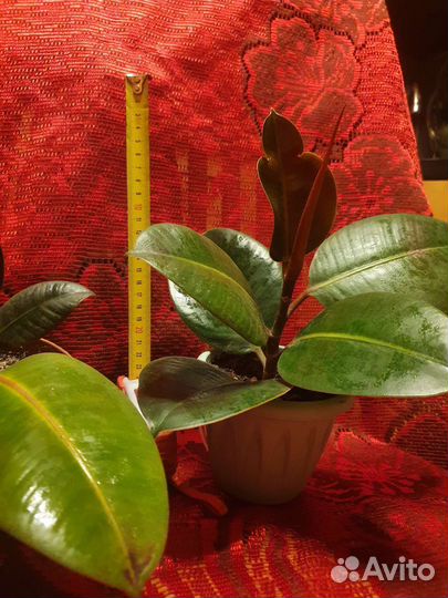 Фикус ухоженный, укоренённый