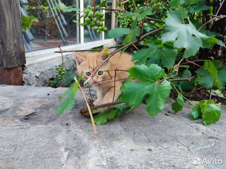 Котята