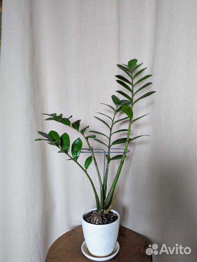 Комнатные растения в горшках