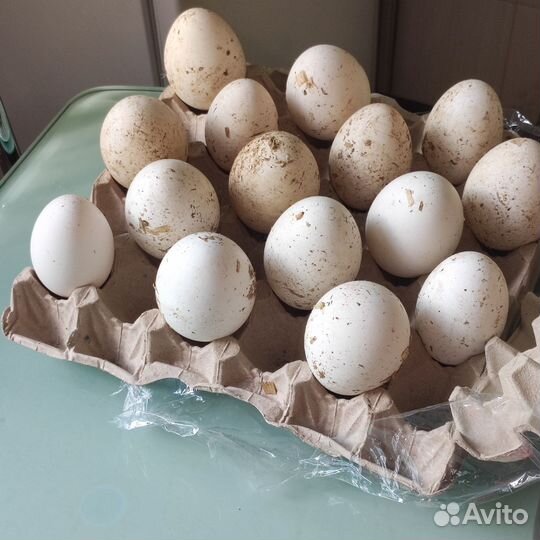 Домашнее яйцо инкубационное