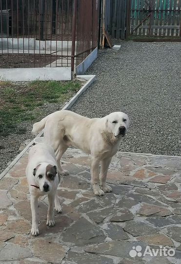 Собака алабай щенки