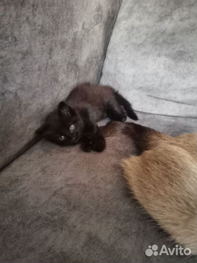 Кошечка в добрые руки