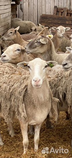 Катумские ягнята и овцы Дорпер