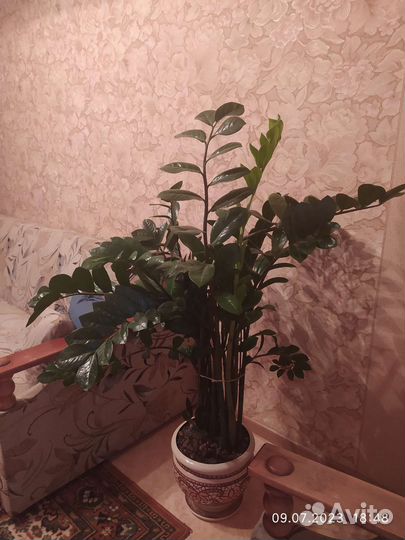 Замиокулькас