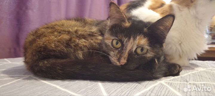 Кошечка в дар