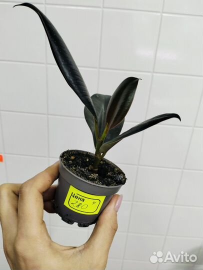 Фикус эластика