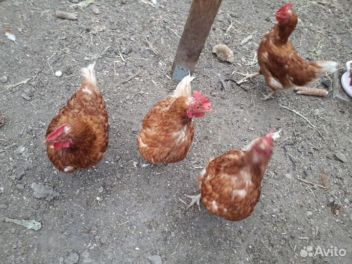 Куры несушки продам