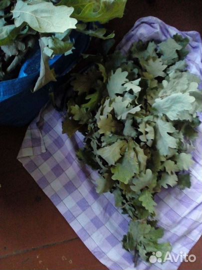 Дубовые веники для бани
