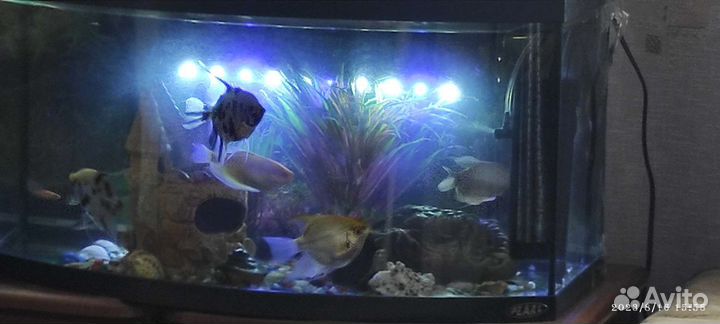 Аквариум