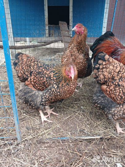 Семья кур Виандот