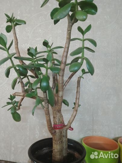 Тростянка красула для бонсая