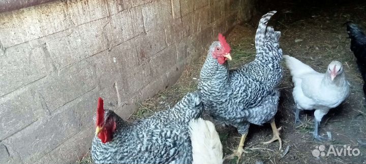 Петушки амрокс (6апреля вывод) и ухейиюль