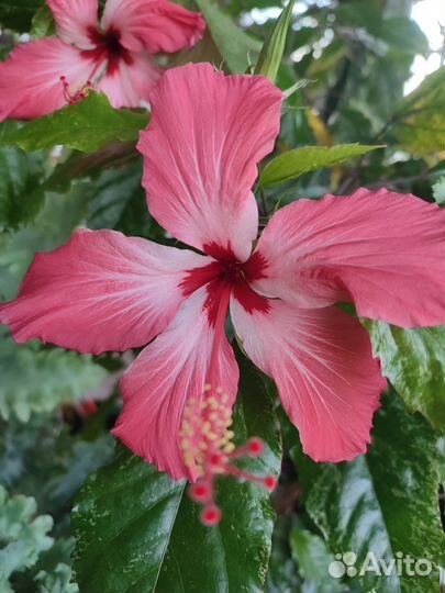 Сортовой гибискус