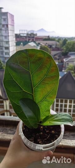 Фикус Лирато Бамбино