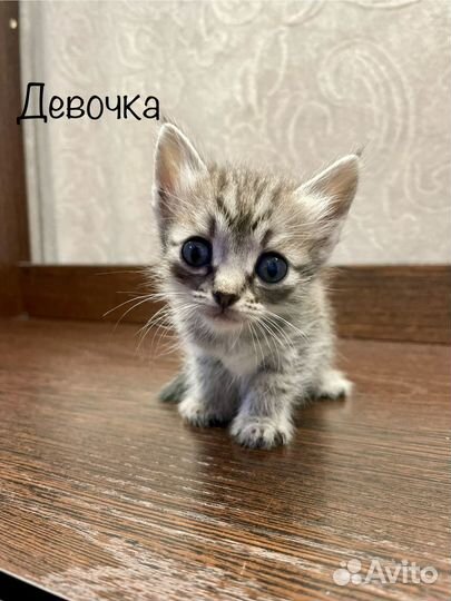 Котики в добрые руки