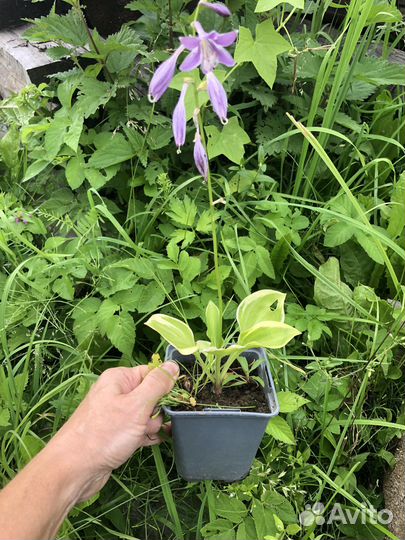 Астильба и Хосты растения для сада в горшках и др