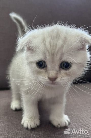Шотландская