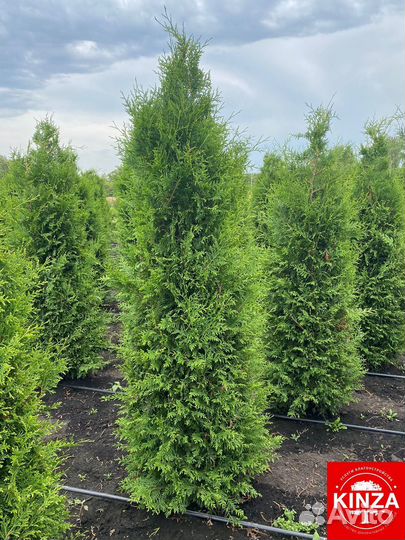 Туя колумна и другие растения