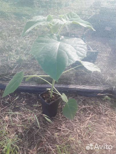 Павловния Пао Тонг Z07