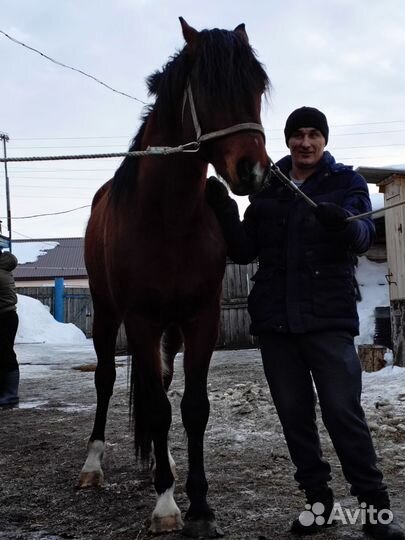 Жеребец Орловский рысак