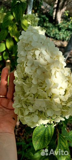 Гортензия Лайм, Ванилла, Литл Блоссом