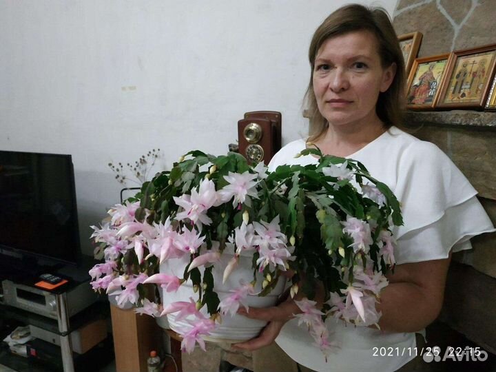 Декабрист шлюмбергера