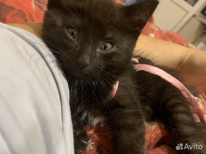 Отдам котенка-кот 300р