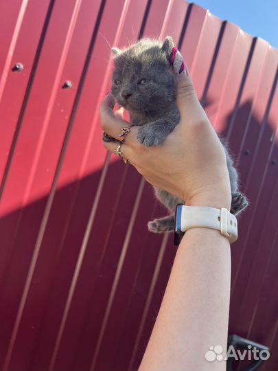 Котятки британцы