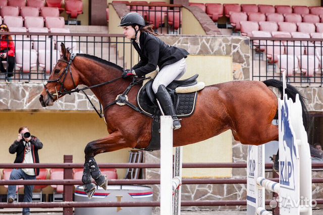 Тренер-берейтор по конному спорту. аренда лошадей