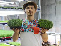 авито бесплатные объявления растения. горшечные цветы ассортимент. ру москва. колумнея карнавал. авито бесплатные объявления растения.