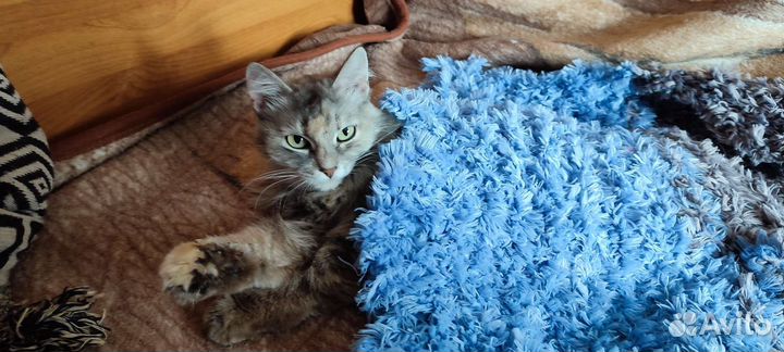 Кошка для одинокого человека