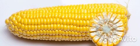 Семена Кукурузы 