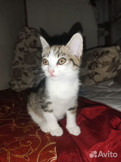 Отдам бесплатно котят