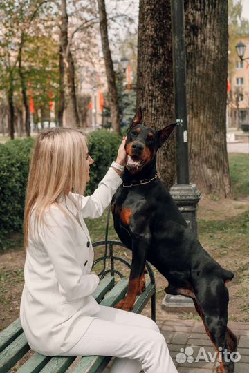 Доберман для фотосессии