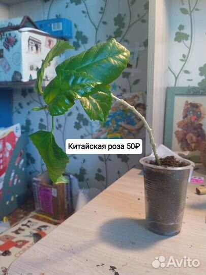 Колеус и циссус