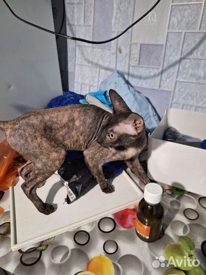 Кошка сфинкс