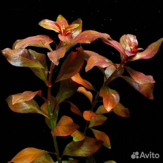 Аквариумные растения большими пучками