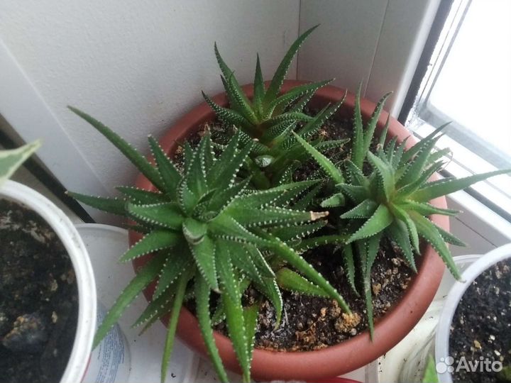 Разные цветы